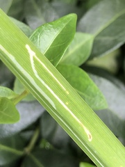 Ophiomyia kwansonis