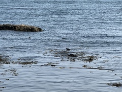 Histrionicus histrionicus