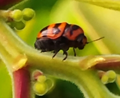 Cryptocephalus trifasciatus