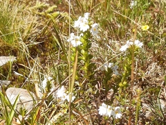 Euphrasia officinalis