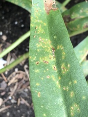 Coleosporium solidaginis