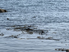 Histrionicus histrionicus