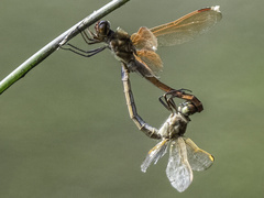 Libellula auripennis