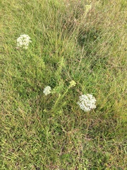 Stevia