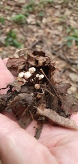 Marasmius rotula