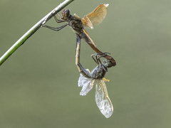 Libellula auripennis