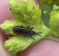 Microrhopala rubrolineata