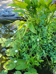 Sagittaria platyphylla