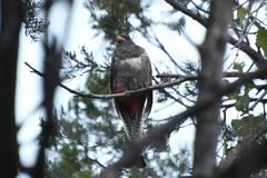 Trogon elegans