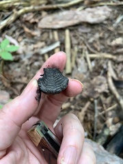 Daldinia childiae