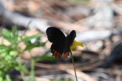 Gyrocheilus patrobas