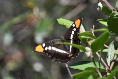Adelpha eulalia