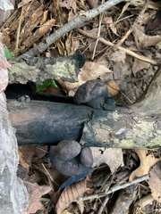 Daldinia childiae