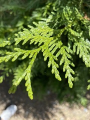 Thuja occidentalis