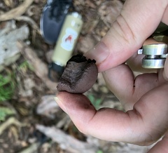 Daldinia childiae