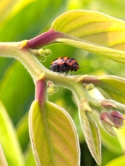 Cryptocephalus trifasciatus