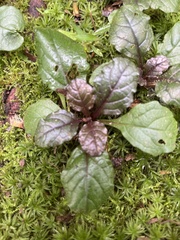 Ajuga