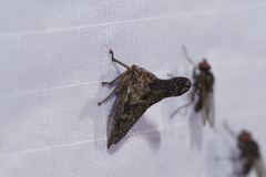 Telamonini