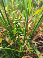 Alisma plantago-aquatica