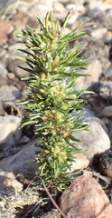 Ifloga glomerata