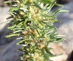 Ifloga glomerata