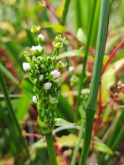 Alisma plantago-aquatica