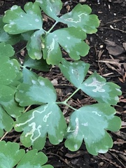 Phytomyza minuscula group