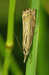 Chrysoteuchia culmella