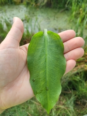 Alisma plantago-aquatica