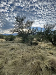 Parkinsonia florida
