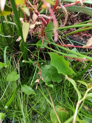 Alisma plantago-aquatica