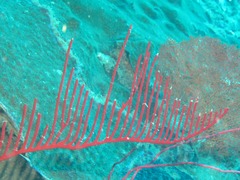 Ctenocella pectinata