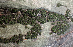 Ptychomitrium crispatum