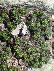 Ptychomitrium crispatum