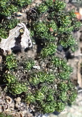 Ptychomitrium crispatum