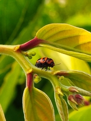 Cryptocephalus trifasciatus