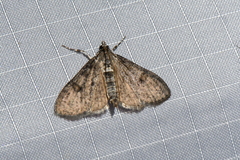 Palpita