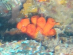 Tubastraea coccinea