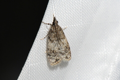 Scoparia basalis