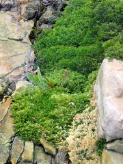 Calyptrochaeta asplenioides