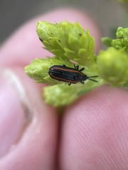Microrhopala rubrolineata