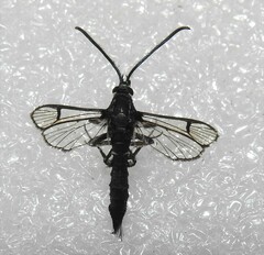 Synanthedon pictipes