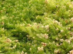 Calyptrochaeta asplenioides