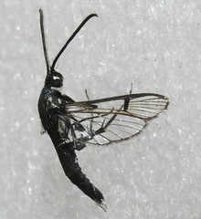 Synanthedon pictipes