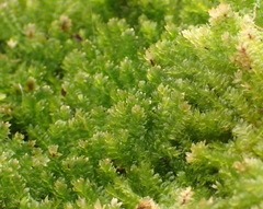 Calyptrochaeta asplenioides