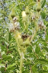 Sonchus palustris