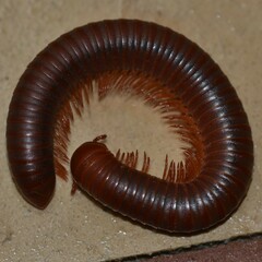 Trigoniulus corallinus