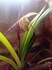 Phragmipedium longifolium
