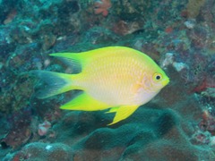 Amblyglyphidodon aureus