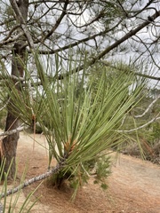 Pinus torreyana